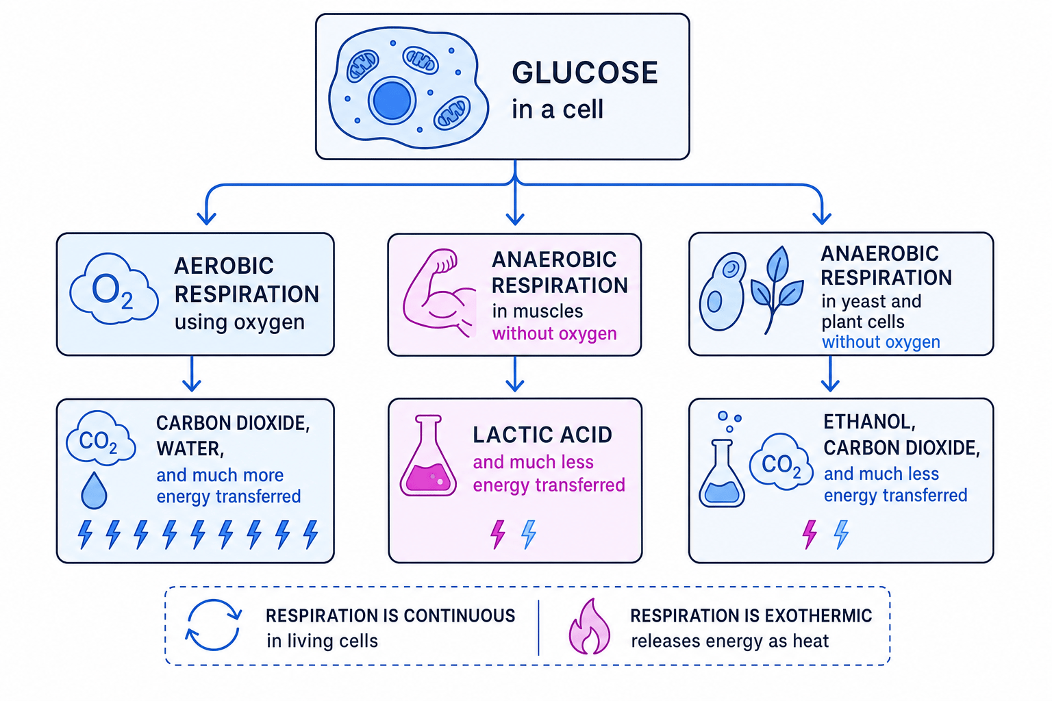 Aerobic and anaerobic respiration - Revision Guide | MathsGenie