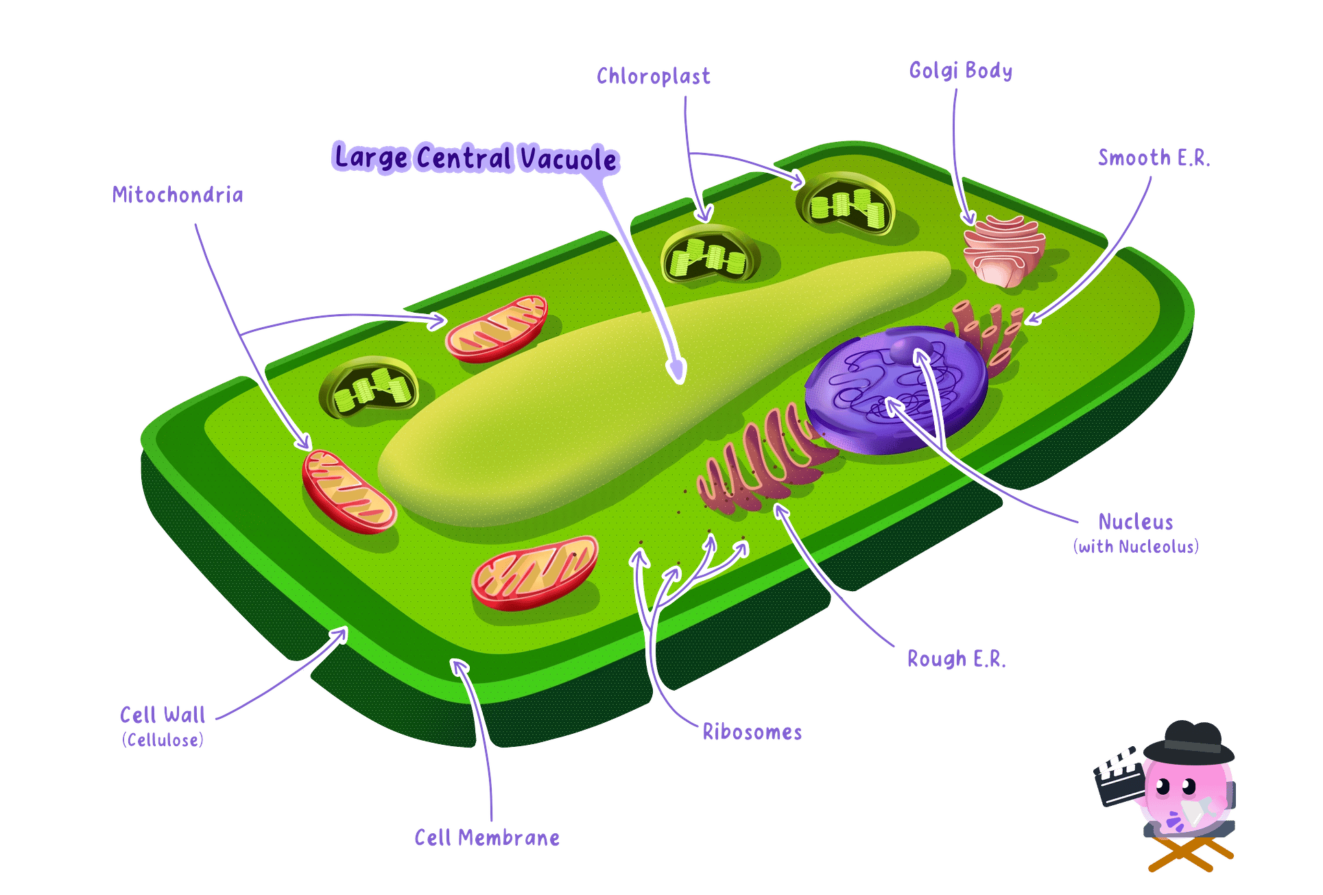 1 1 2 Animal And Plant Cells Revision Guide MathsGenie 1-1-2-animal-and-plant-cells-revision-guide-mathsgenie